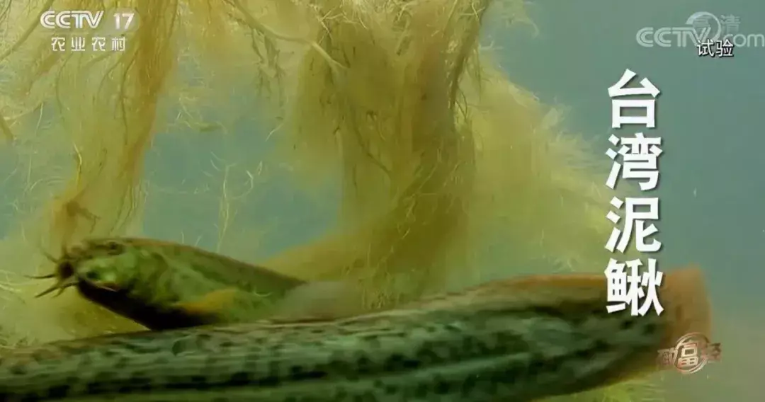 陕西农林卫视致富经_央视农业节目致富经_陕西农林卫视致富故事会