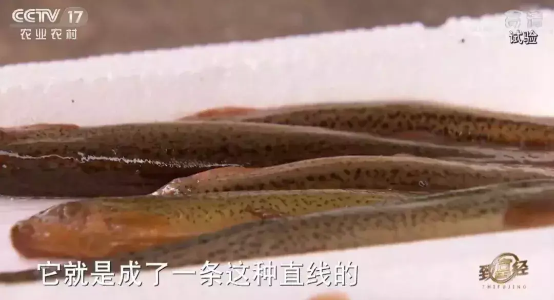 陕西农林卫视致富经_央视农业节目致富经_陕西农林卫视致富故事会