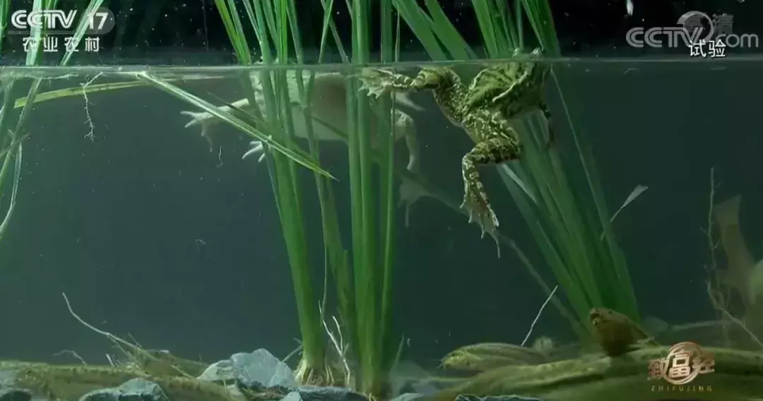 央视农业节目致富经_陕西农林卫视致富经_陕西农林卫视致富故事会