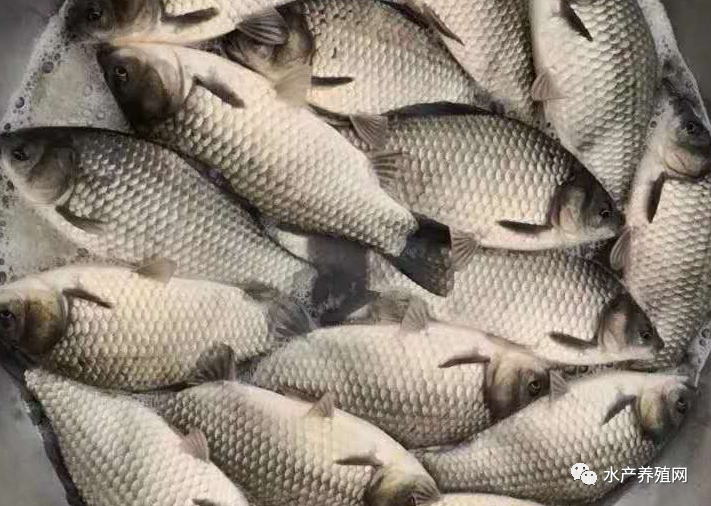 致富经天价草鱼的背后_致富经抢草鱼_致富经草鱼苗养殖技术
