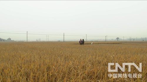 [致富经]大米大米我爱你(20130118)