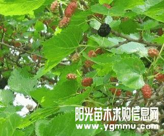 桑树种植