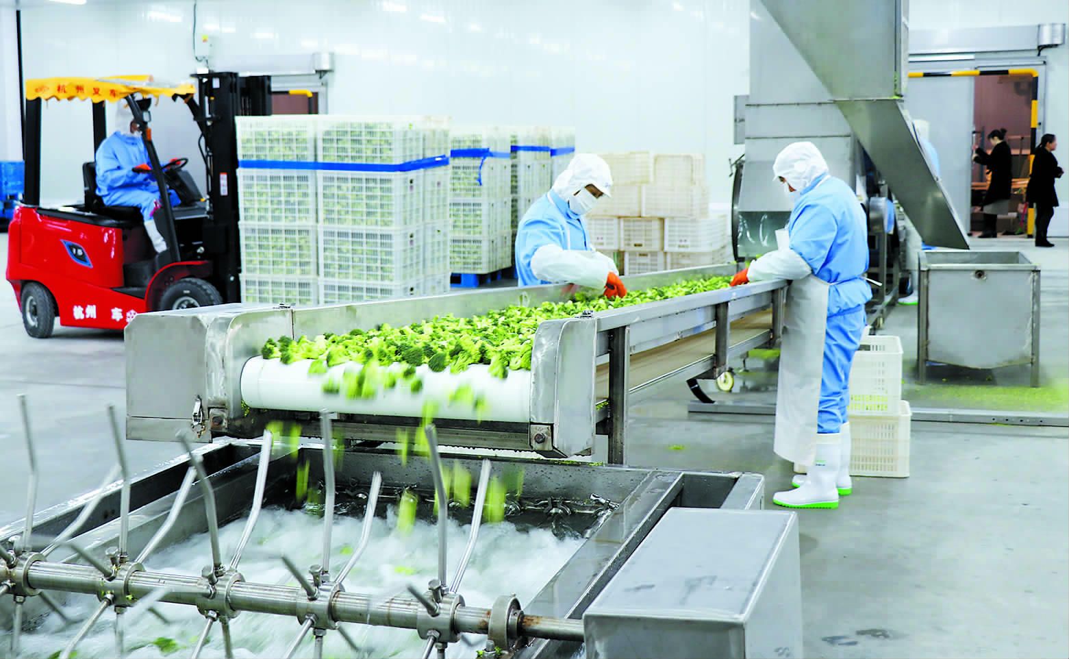 养兰花致富_致富经兰花种植视频_城固种植兰花致富