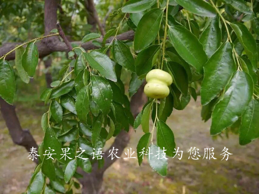 菏泽6cm枣树种植技术电话