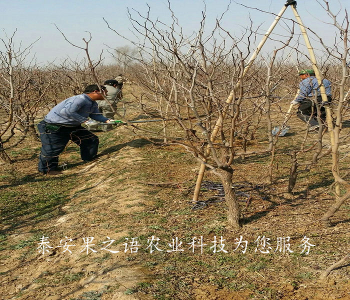 菏泽6cm枣树种植技术电话