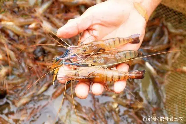 沼泽虾养殖_沼虾养殖投资大概多少_cctv7致富经沼虾养殖