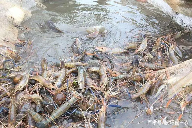 沼虾养殖投资大概多少_cctv7致富经沼虾养殖_沼泽虾养殖