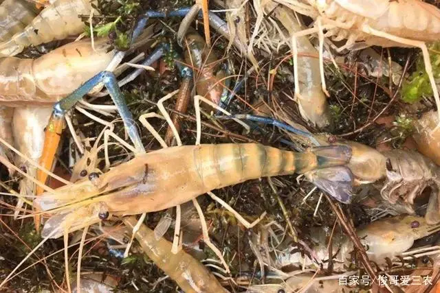 沼虾养殖投资大概多少_沼泽虾养殖_cctv7致富经沼虾养殖