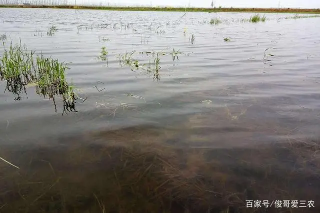 cctv7致富经沼虾养殖_沼虾养殖投资大概多少_沼泽虾养殖