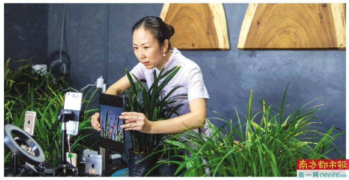 养兰花致富_城固种植兰花致富_致富经兰花种植视频