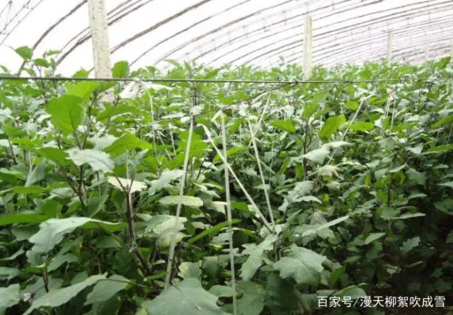大棚茄子种植技术_茄子大棚栽培技术_大棚茄子种植管理技术视频