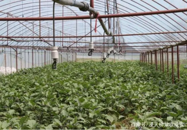 大棚茄子种植管理技术视频_茄子大棚栽培技术_大棚茄子种植技术