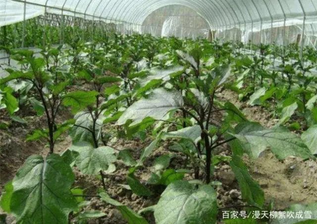 大棚茄子种植管理技术视频_大棚茄子种植技术_茄子大棚栽培技术