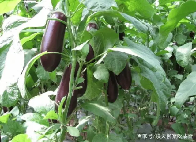茄子大棚栽培技术_大棚茄子种植技术_大棚茄子种植管理技术视频