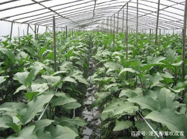 大棚茄子种植管理技术视频_茄子大棚栽培技术_大棚茄子种植技术