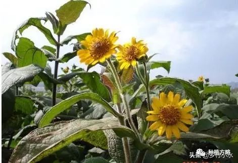 湖南雪莲种植果技术要求_湖南雪莲种植果技术与管理_湖南雪莲果种植技术