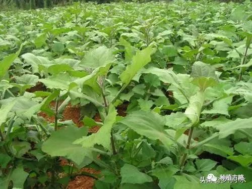 湖南雪莲果种植技术_湖南雪莲种植果技术要求_湖南雪莲种植果技术与管理