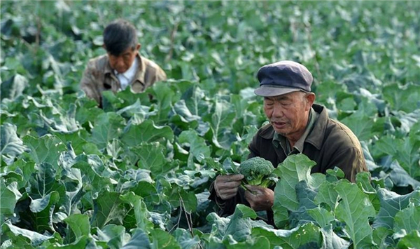 西兰花怎么变成“致富花”看看西兰花之乡是怎么操作的！（图）