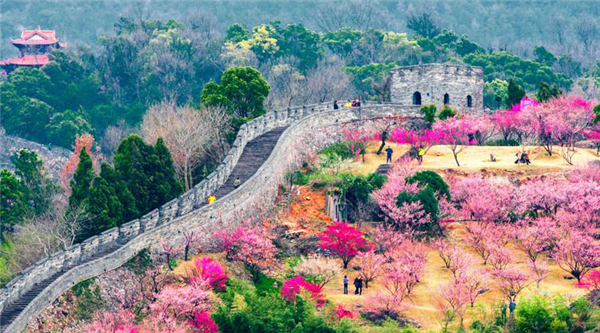 城固种植兰花致富_养兰花致富_致富经兰花种植视频