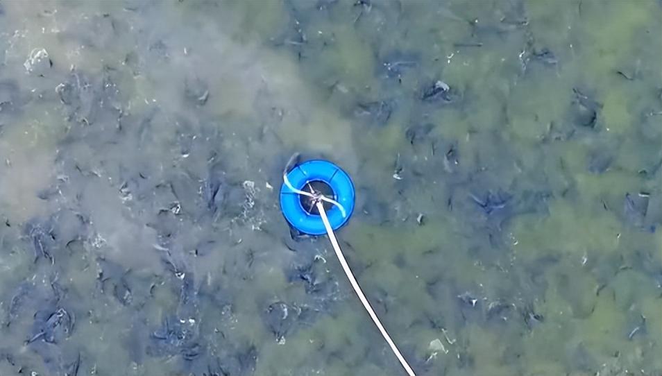 致富养殖水坑项目介绍_致富养殖水坑项目简介_水坑养殖致富项目