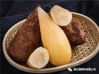 湖南雪莲果种植基地_湖南雪莲种植果技术与管理_湖南雪莲果种植技术