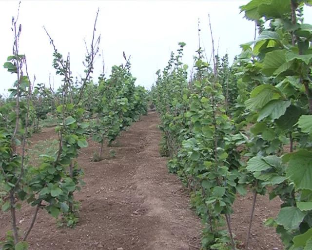 养殖致富经_农村养殖致富思路_致富养殖视频
