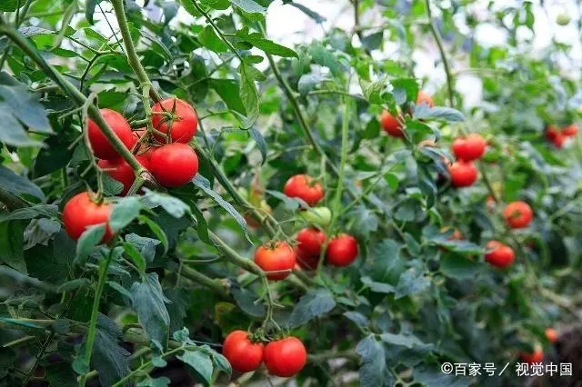 彩色番茄种植技术_彩色番茄品种及图片_彩色番茄种植技术视频