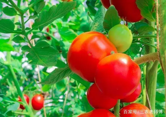 彩色番茄品种及图片_彩色番茄种植技术视频_彩色番茄种植技术