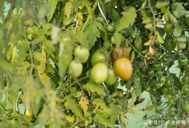 彩色番茄种植技术视频_彩色番茄种植技术_彩色番茄品种及图片