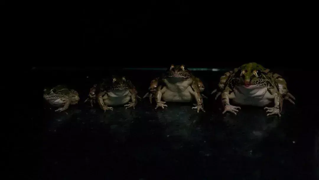 致富养殖水坑项目简介_水坑养殖致富项目_致富经水库养鱼视频