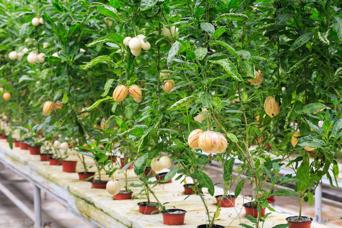 人参果种植技术视频_人参果种植技术_种植人参果的方法