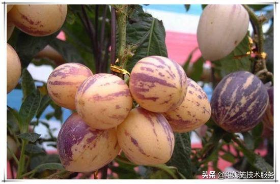 人参种植果技术与管理_人参种植果技术视频_人参果种植技术