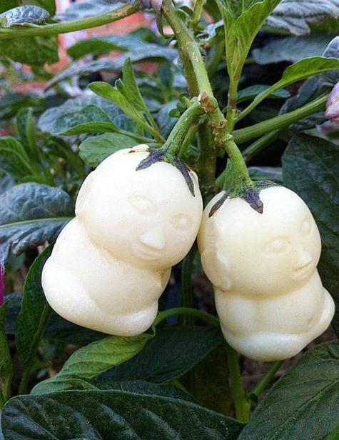 人参种植果技术要求_人参果种植技术_人参种植果技术视频