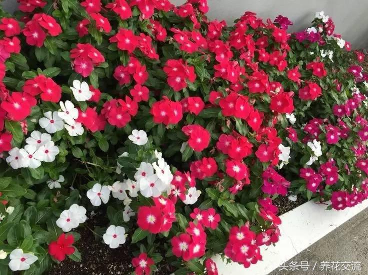 种植草花养护管理技术规程_草花种植养护管理技术_草花种植方案