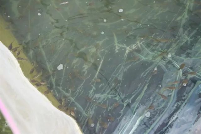 致富经青蛙_致富经青蛙_致富经青蛙