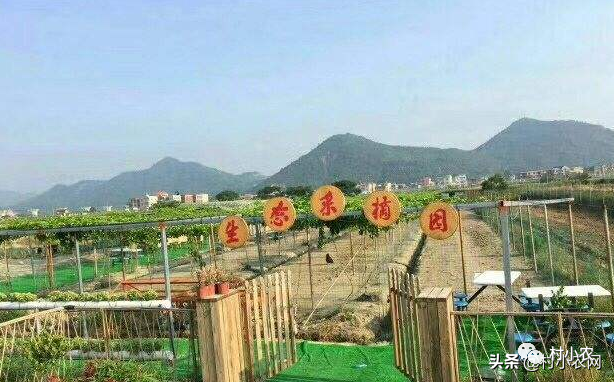农村养蛋鸡的投资多少_农村蛋鸡养殖致富经_农村养殖蛋鸡怎么样