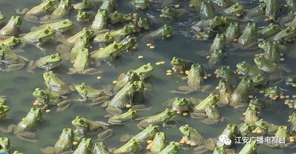致富经青蛙_致富经青蛙_致富经青蛙