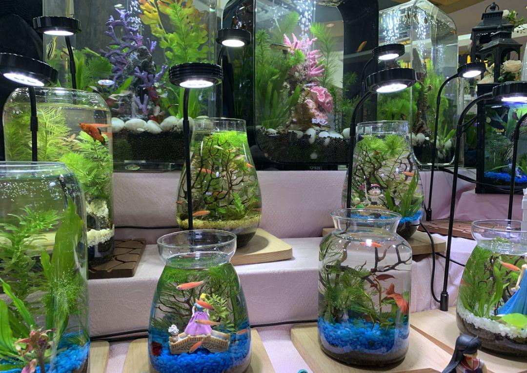 水坑养殖致富项目_致富经水库养鱼视频_致富养殖水坑项目招标