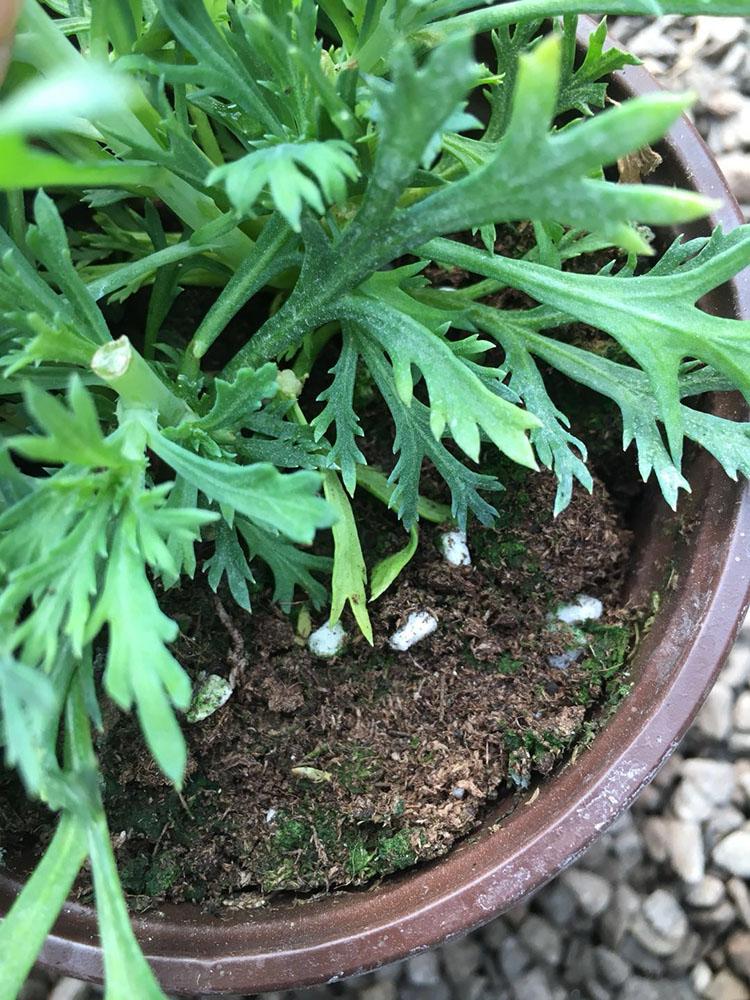 为啥我照顾的这么细致，花花还是长不好？草花浇水的成与败