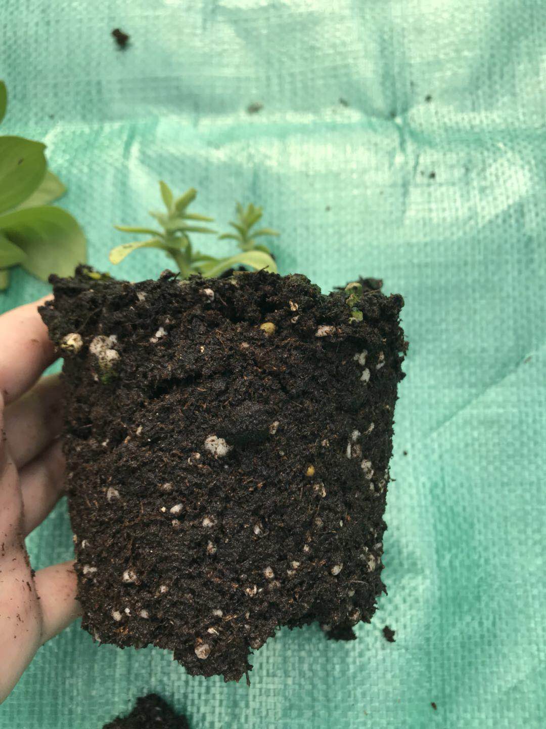 草花种植时的技术要点_草花种植养护管理技术_种植草花养护管理技术要求