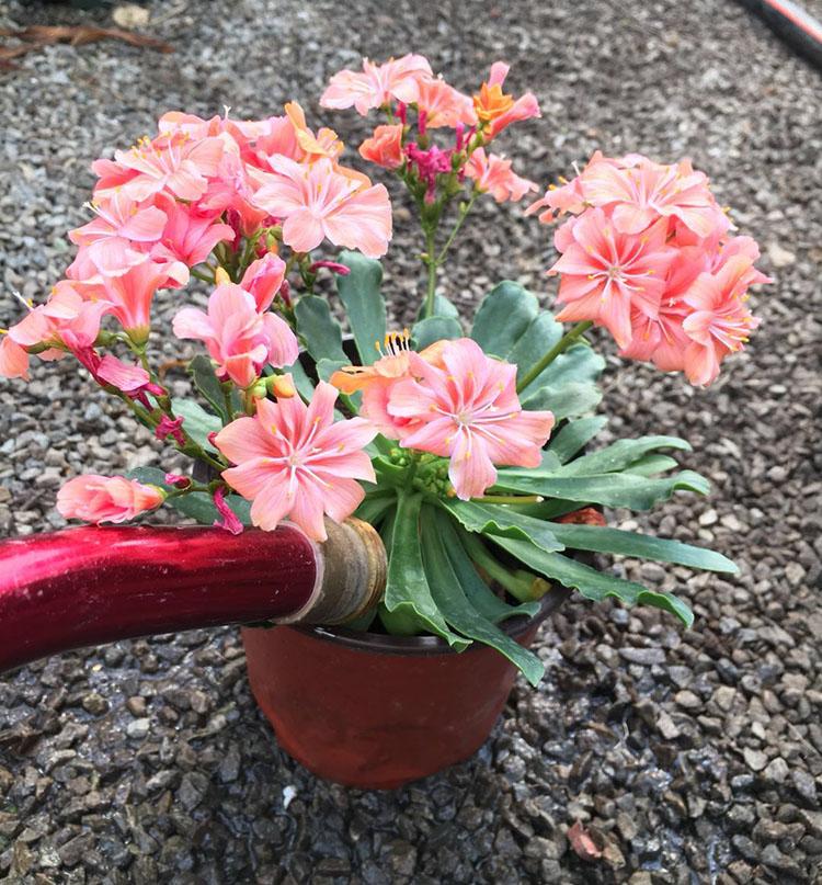 草花种植养护管理技术_草花种植时的技术要点_种植草花养护管理技术要求