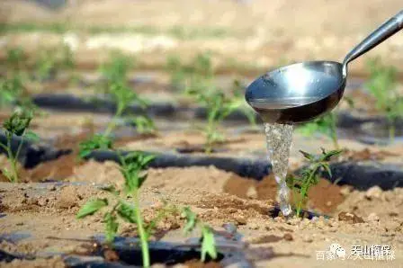 彩色番茄种植技术要点_彩色番茄种植技术_彩色番茄怎么种