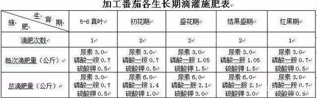 彩色番茄种植技术要点_彩色番茄怎么种_彩色番茄种植技术