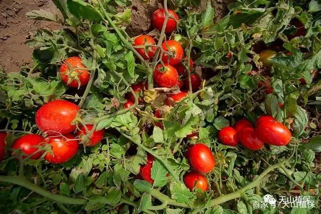 彩色番茄种植技术_彩色番茄种植技术要点_彩色番茄怎么种