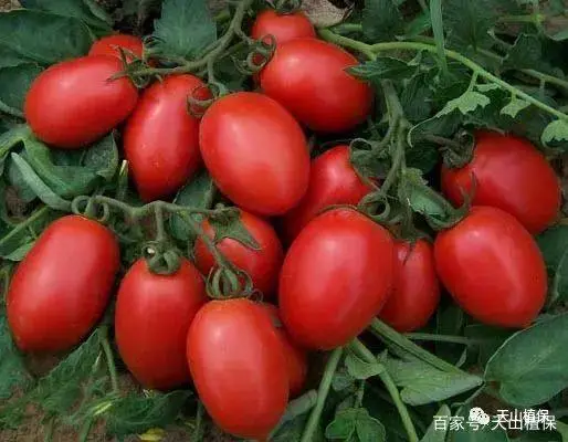 彩色番茄种植技术_彩色番茄怎么种_彩色番茄种植技术要点
