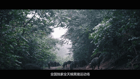 致富经黑猪养殖_致富经徒河黑猪_致富经散养黑猪视频全集