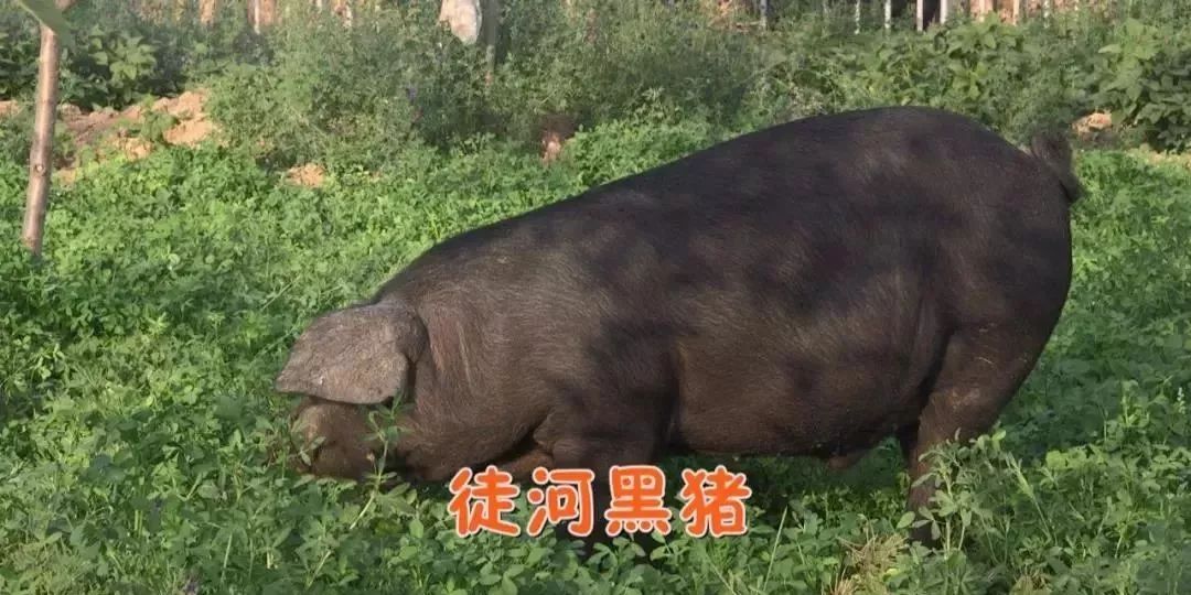 致富经徒河黑猪_致富经黑猪养殖_致富经散养黑猪视频全集
