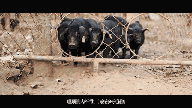 致富经徒河黑猪_致富经黑猪养殖_致富经散养黑猪视频全集