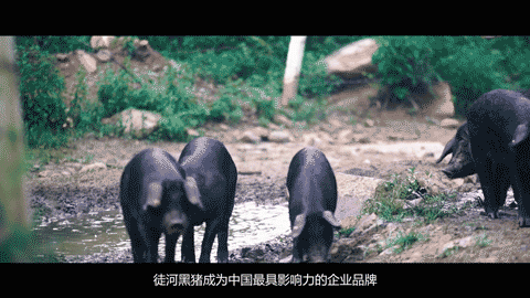 致富经散养黑猪视频全集_致富经黑猪养殖_致富经徒河黑猪