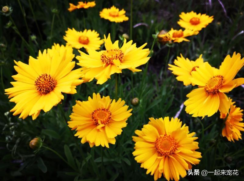 草花种植养护管理技术_种植草花养护管理技术规范_草花种植方案